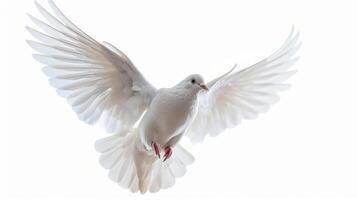 White Dove In Flight Against A Bright Background Captured In Early Morning Light. photo