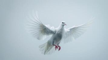 White Dove Soaring Gracefully Against a Bright White Background in Mid-Flight Captured at Daytime. photo