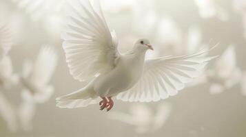 White Dove Flying Gracefully Against a Plain Background in Bright Natural Light. photo