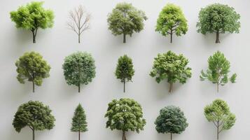 Different Types of Trees Displayed Together in a Variety of Shapes and Colors. photo
