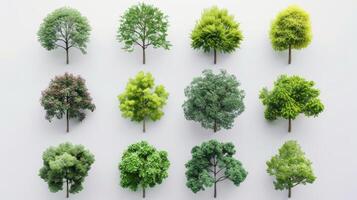 Collection of Diverse Tree Varieties Displayed on a White Background During Daylight. photo