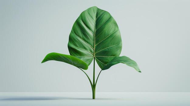 Large Green Leaf With Glossy Surface Growing From a Sturdy Stem in Bright Light. photo