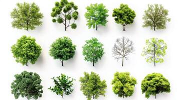 Various Types of Trees Displayed in a Grid Arrangement With Different Shapes and Colors. photo