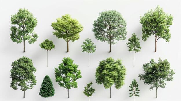 Variety of Deciduous and Evergreen Trees Displayed in Natural Greenery Against a White Background. photo