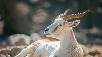 Majestic Antelope Relaxing Under Warm Sunshine in a Serene Natural Habitat photo