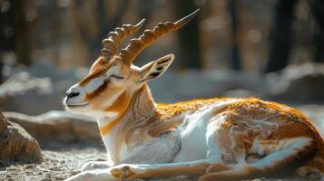 Majestic Antelope Resting Gracefully Under Soft Sunlight in a Serene Natural Habitat photo