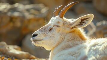 Elegant Mountain Goat Resting Peacefully on Rocky Terrain During Warm Afternoon Sunlight photo