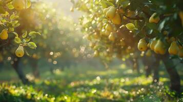 Golden Pears Dangle From Lush Trees In A Sunlit Orchard During Early Morning Hours photo