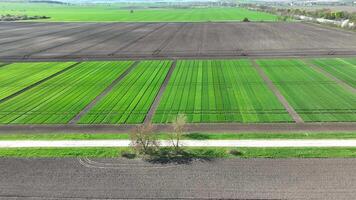 Top view of a plantation of young, green wheat. Varietal wheat fields are divided into strips. Agriculture video