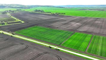 Flight over an agricultural field where samples of wheat and rye varieties are sown. Cultivation of various varieties of wheat and rye for research. Young wheat that sprouted in early spring. video
