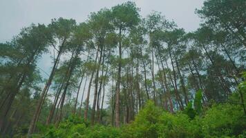 Serene Pine Forest Under Cloudy Sky video