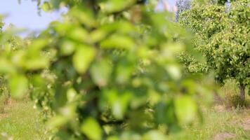 Apple orchard. Young apple trees in early spring. video