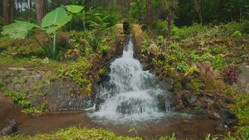 Serene Waterfall in Lush Forest video