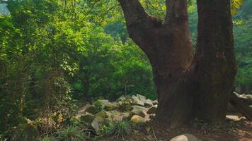 Tranquil Forest Scene with Large Tree video