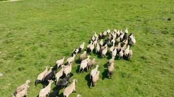 A flock of sheep runs on a green pasture, top view. Sheep and goats run on green grass. video