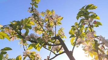 A branch of apple blossom on the background of the blue sky, illuminated by the sun. A blooming apple tree in spring. Apple blossom close-up video