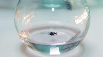 Laboratory Research using Glass Test Tube. Close up of purple Chemical Substance dropping into transparent Container. Concept of Laboratory Experiments and Analysis video