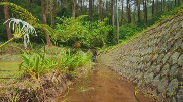 Tranquil Stream Surrounded by Lush Greenery video