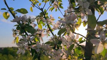 Apple Blossom On The Background Of The Blue Sky At Sunset. Amazing Nature In Spring. Close-up Of An Apple Blossom. video