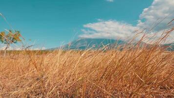 Golden Grass Field with Distant Mountain video