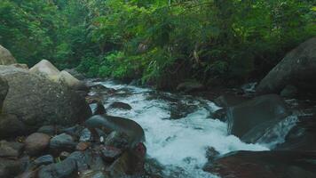 Serene River Flowing Through Lush Forest video
