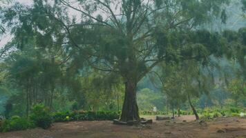 Majestic Tree in a Serene Forest video