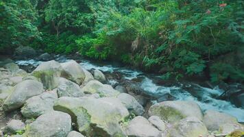 Serene River in Lush Forest video