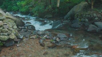 Serene Stream in Lush Greenery video