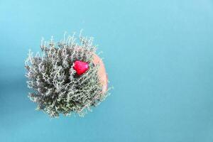 thyme growing in pot with small red heart photo