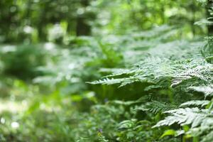 Fern plant green leaves in summer forest photo