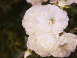 Retro background with beautiful flower and old paper texture overlay. photo