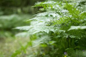 Fern plant green leaves in summer forest photo