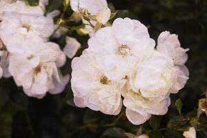 Retro background with beautiful flower and old paper texture overlay. photo