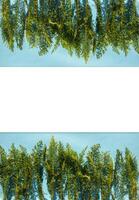 Green leaves on a soft blue background. photo