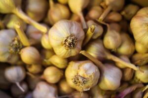 Fresh garlic cloves background. photo