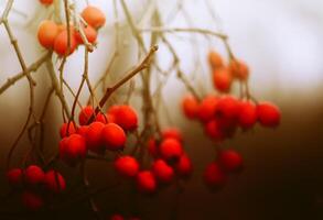 Howthorn red berries photo