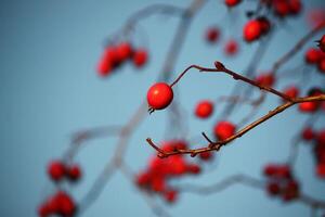 Howthorn red berries photo