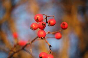 Howthorn red berries photo