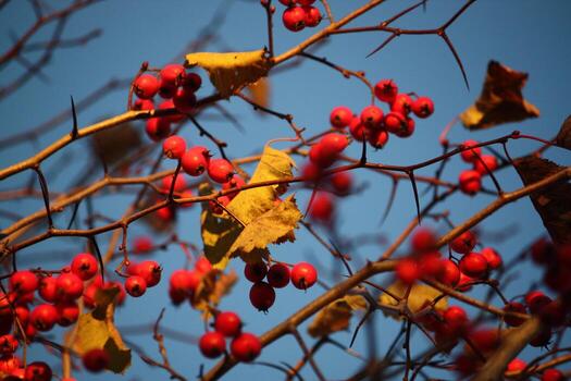 Howthorn red berries photo