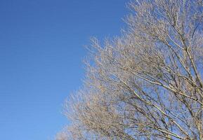 Tree branches on blue sky background photo
