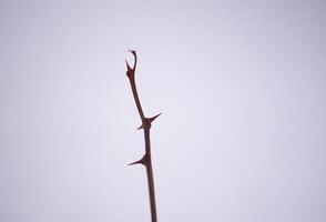Dry bare tree branch with sharp thorns on snow background. photo