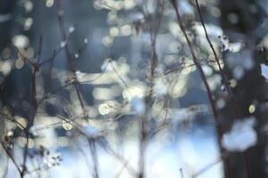 Winter nature details. Bare tree branches in sunlight photo