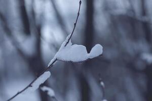 Melting snow on forest tree branches in sunny winter day photo