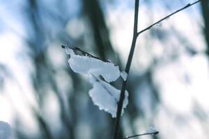 Melting snow on forest tree branches in sunny winter day photo