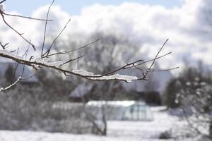 Melting snow on forest tree branches on rural yard background in sunny winter day photo