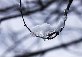 Melting snow on forest tree branches in sunny winter day photo