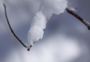Melting snow on forest tree branches in sunny winter day photo