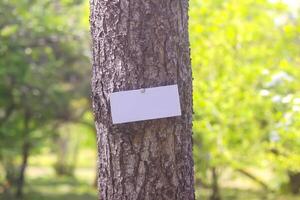 Summer nature background. Tree in park with empty board. photo