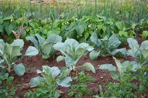 Cabbage field in Latvia photo