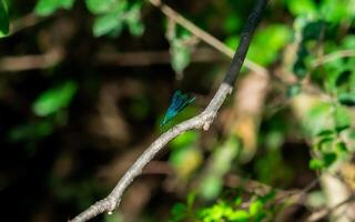 Blue Dragonfly Resting on a Thin Branch in a Forest photo